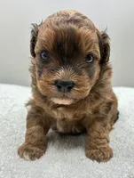 Shiloh, a male Shihpoo for sale in Clinton, NC – 4 of 5