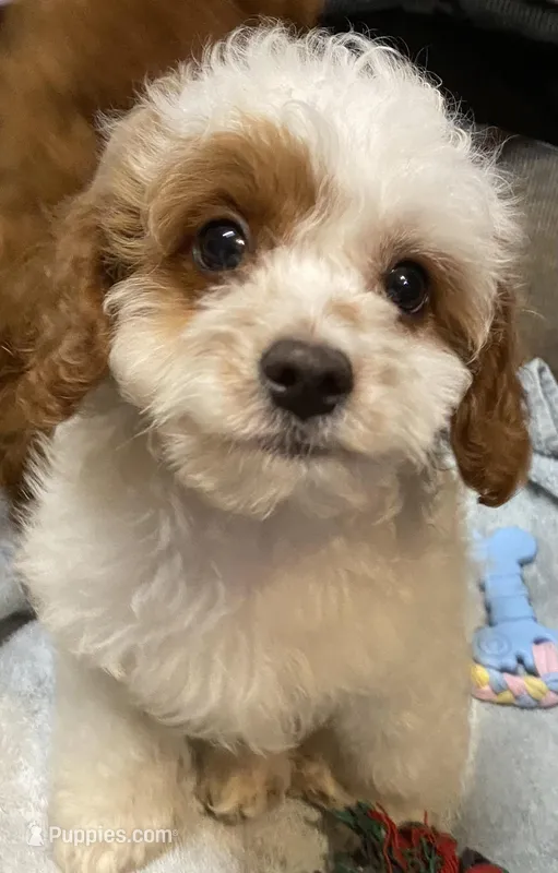 Smalls, a male Cavapoo for sale in Clinton, NC – Photo 1 of 5