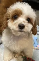 Smalls, a male Cavapoo for sale in Clinton, NC – Photo 1 of 5