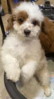 Smalls, a male Cavapoo for sale in Clinton, NC – Photo 5 of 5