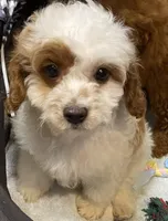 Smalls, a male Cavapoo for sale in Clinton, NC – Photo 4 of 5