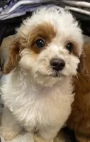 Smalls, a male Cavapoo for sale in Clinton, NC – Photo 3 of 5