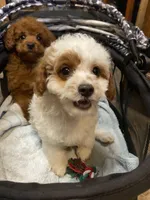 Smalls, a male Cavapoo for sale in Clinton, NC – Photo 2 of 5