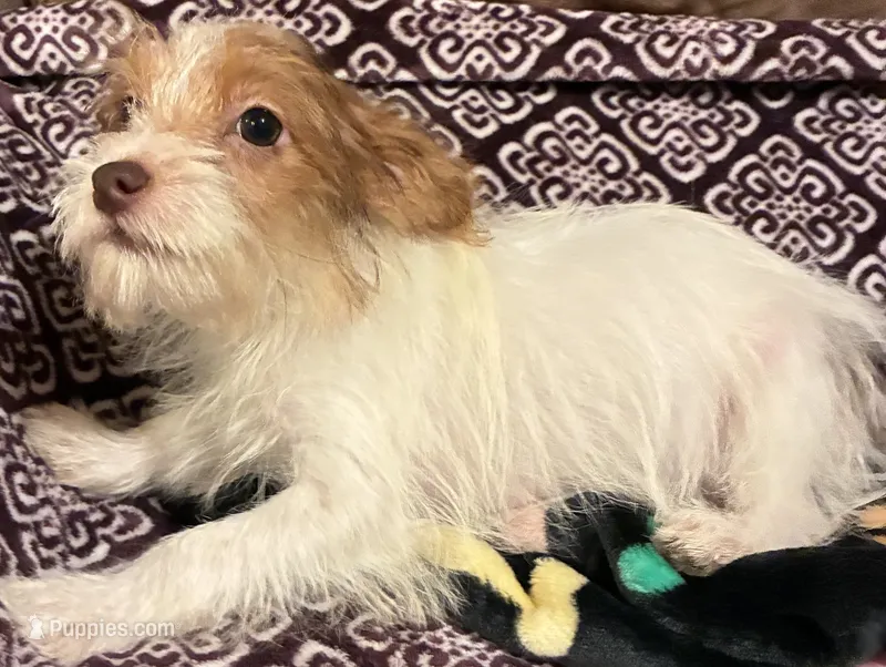 Harley – Yorkipoo puppy for sale in Clinton, NC