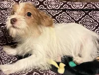 Harley, a male Yorkipoo for sale in Clinton, NC – 6 of 6