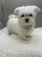 Timmy, a male Maltese for sale in Clinton, NC – Photo 2 of 2