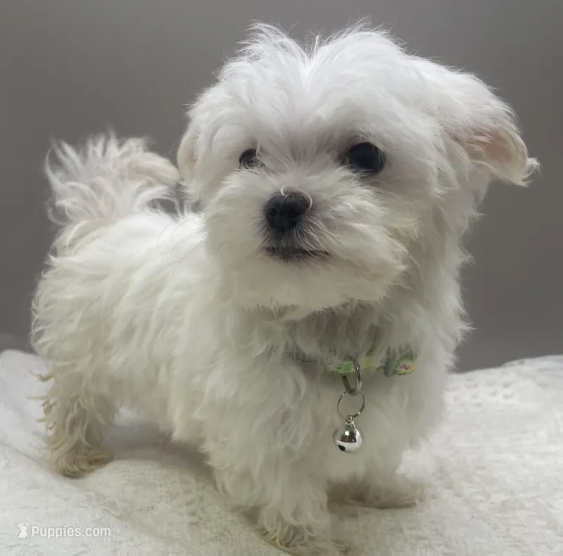 Timmy – Maltese puppy for sale in Clinton, NC