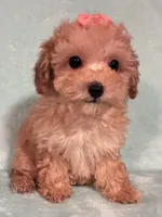 Sweetie, a female Poodle - Toy  for sale in Clinton, NC – 2 of 6