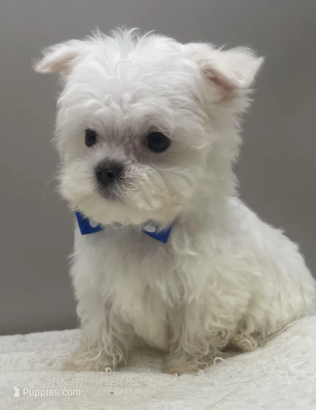 Danny – Maltese puppy for sale in Clinton, NC