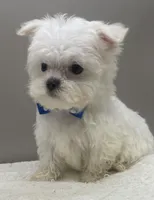 Danny, a male Maltese for sale in Clinton, NC – Photo 1 of 3