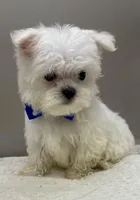 Danny, a male Maltese for sale in Clinton, NC – Photo 2 of 3
