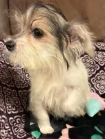 Ralphie, a male Yorkipoo for sale in Clinton, NC – 6 of 8