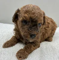 Parker, a male Poodle - Toy  for sale in Clinton, NC – 2 of 4