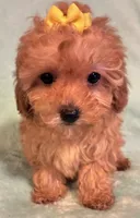 Sarah, a female Poodle - Toy  for sale in Clinton, NC – 2 of 4