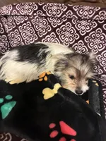 Ralphie, a male Yorkipoo for sale in Clinton, NC – 4 of 8
