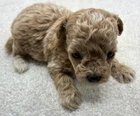 Jazzy, a female Poodle - Toy  for sale in Clinton, NC – 3 of 5