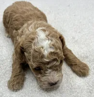 Miles, a male Poodle - Toy  for sale in Clinton, NC – 6 of 7