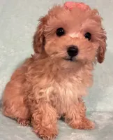 Sweetie, a female Poodle - Toy  for sale in Clinton, NC – 6 of 6