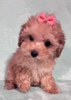 Sweetie, a female Poodle - Toy  for sale in Clinton, NC – 3 of 6
