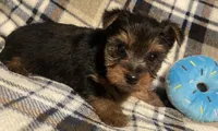 Kyle, a male Yorkshire Terrier for sale in Clinton, NC – Photo 4 of 4