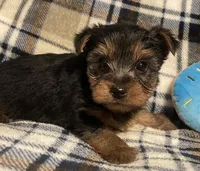 Kyle, a male Yorkshire Terrier for sale in Clinton, NC – Photo 1 of 4