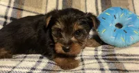 Kyle, a male Yorkshire Terrier for sale in Clinton, NC – Photo 3 of 4