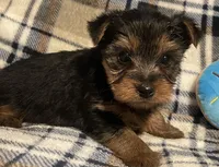 Kyle, a male Yorkshire Terrier for sale in Clinton, NC – Photo 2 of 4