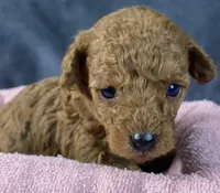 Abby, a female Poodle - Toy  for sale in Clinton, NC – Photo 2 of 5