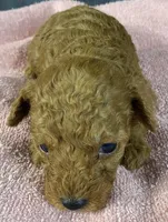 Abby, a female Poodle - Toy  for sale in Clinton, NC – Photo 4 of 5