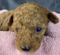 Abby, a female Poodle - Toy  for sale in Clinton, NC – Photo 3 of 5