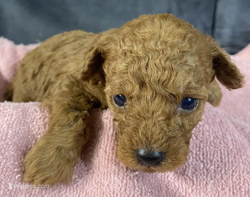 Abby, a female Poodle - Toy  for sale in Clinton, NC – Photo 1 of 5