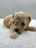 Jazzy, a female Poodle - Toy  for sale in Clinton, NC – 4 of 5