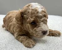 Miles, a male Poodle - Toy  for sale in Clinton, NC – 5 of 7