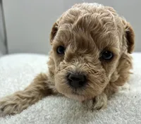 Jazzy, a female Poodle - Toy  for sale in Clinton, NC – 5 of 5