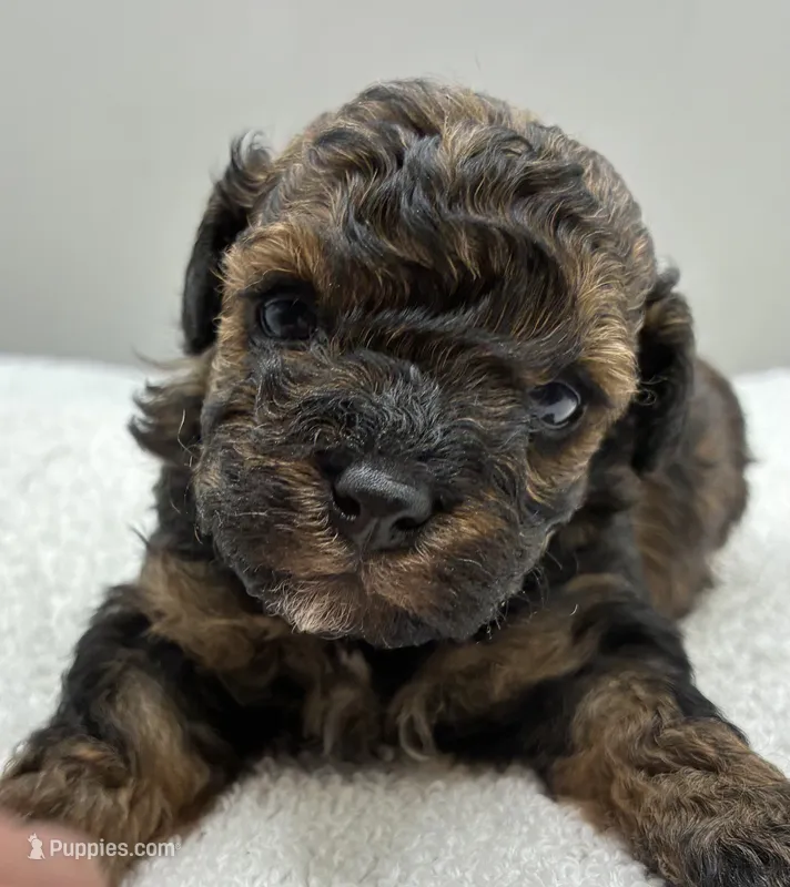 Leo – Poodle - Toy  puppy for sale in Clinton, NC