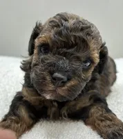 Leo, a male Poodle - Toy  for sale in Clinton, NC – 1 of 5