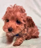 Smalls, a male Poodle - Toy  for sale in Clinton, NC – 2 of 4