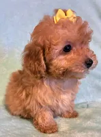 Sarah, a female Poodle - Toy  for sale in Clinton, NC – 4 of 4