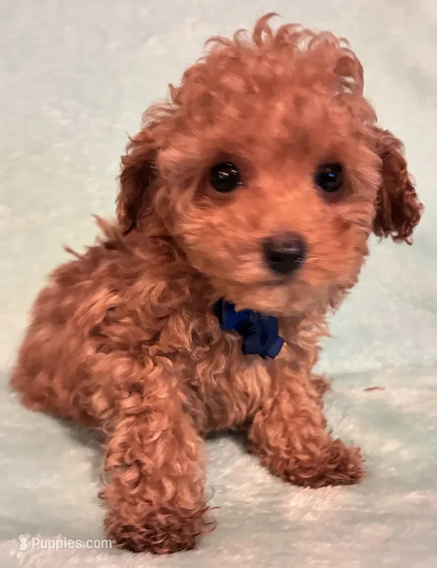 Smalls – Poodle - Toy  puppy for sale in Clinton, NC