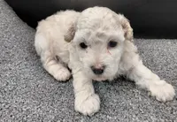 Timmy, a male Poodle - Toy  for sale in Clinton, NC – 3 of 3