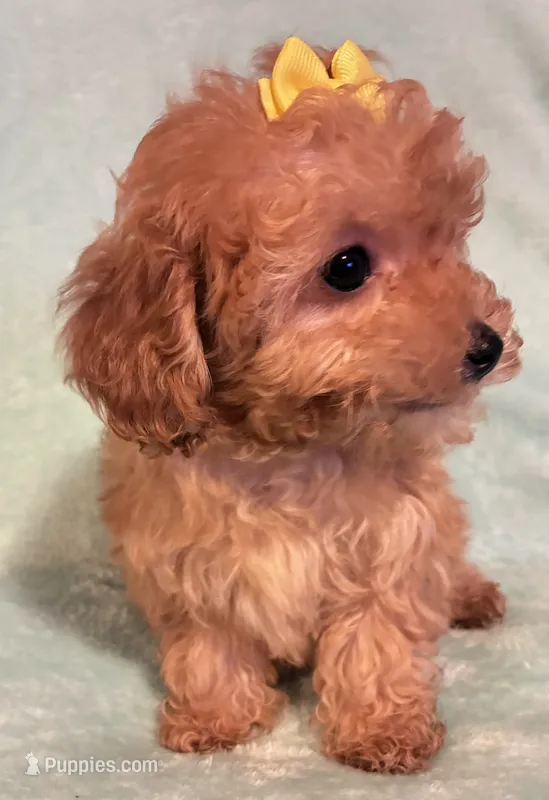 Sarah – Poodle - Toy  puppy for sale in Clinton, NC
