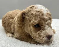 Miles, a male Poodle - Toy  for sale in Clinton, NC – 2 of 7