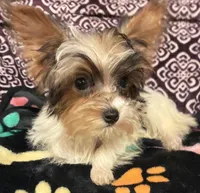 Sara, a female Yorkipoo for sale in Clinton, NC – 4 of 4