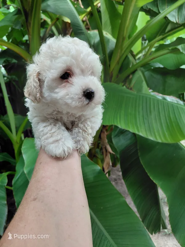 Timmy – Poodle - Toy  puppy for sale in Clinton, NC