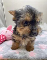 Minnie, a female Yorkshire Terrier for sale in Clinton, NC – Photo 2 of 3