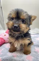 Minnie, a female Yorkshire Terrier for sale in Clinton, NC – Photo 1 of 3