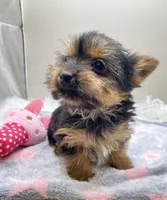 Minnie, a female Yorkshire Terrier for sale in Clinton, NC – Photo 3 of 3