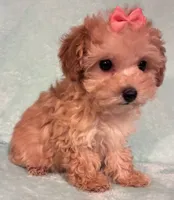 Sweetie, a female Poodle - Toy  for sale in Clinton, NC – 4 of 6