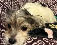 Ralphie, a male Yorkipoo for sale in Clinton, NC – 8 of 8