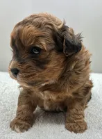 Shiloh, a male Shihpoo for sale in Clinton, NC – 5 of 5